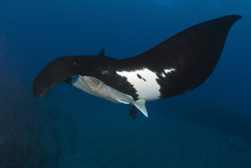 Giant manta ray, San Benedicto Island, Mexico. Poster Print by VWPics/Stocktrek Images - Item # VARPSTVWP401433U