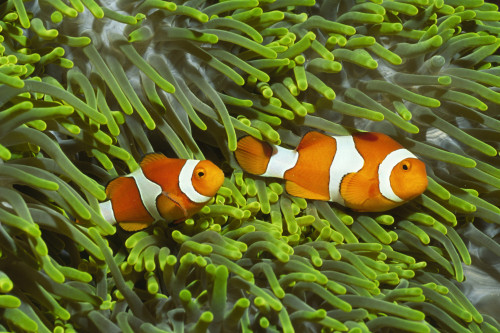 Pair of clown anemonefish in a sea anemone for protection, Solomon Islands. Poster Print by VWPics/Stocktrek Images - Item # VARPSTVWP401232U