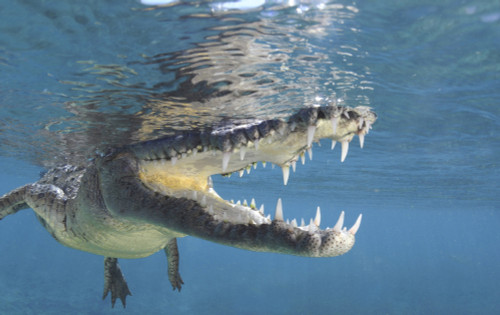 American crocodile at Jardines de la Reina in Cuba. Poster Print by VWPics/Stocktrek Images - Item # VARPSTVWP401480U