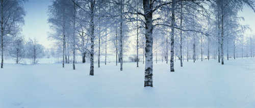 Birch trees by the Vuoksi River, Imatra, Finland Poster Print by Panoramic Images - Item # VARPPI158626