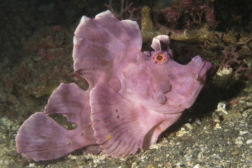 Paddle-flap scorpionfish, Lembeh Strait, Indonesia. Poster Print by VWPics/Stocktrek Images - Item # VARPSTVWP401133U