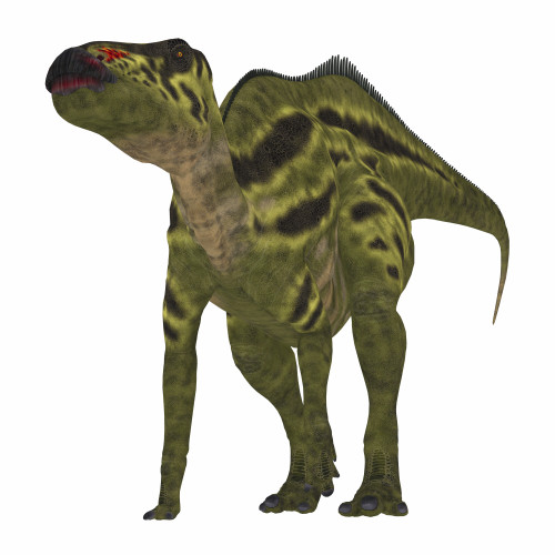 Shantungosaurus dinosaur on white background. Poster Print by Corey Ford/Stocktrek Images - Item # VARPSTCFR200797P