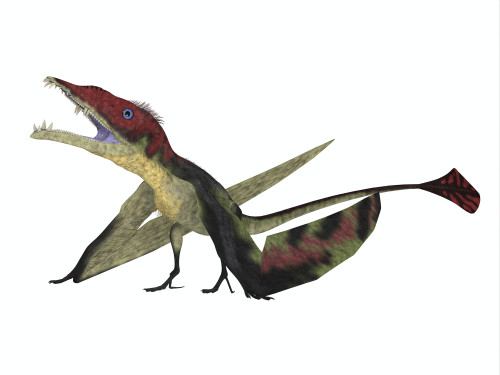 Eudimorphodon flying reptile. Poster Print by Corey Ford/Stocktrek Images - Item # VARPSTCFR200893P