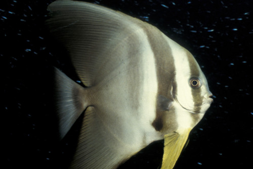 Longfin spadefish, South Ari Atoll, Maldives. Poster Print by Steve Jones/Stocktrek Images - Item # VARPSTSJN400754U