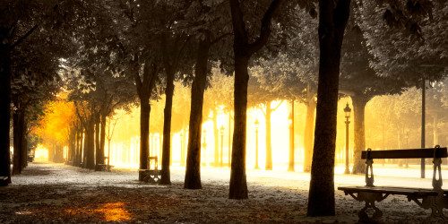 Trees on both sides of a walkway, Champs Elysees, Paris, France Poster Print by Panoramic Images - Item # VARPPI174432