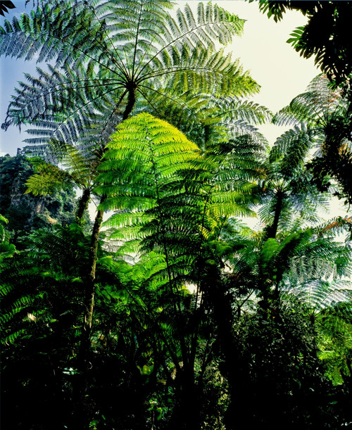 Low angle view of West Indian treefern, Papillote Wilderness Retreat, Dominica Poster Print by Panoramic Images - Item # VARPPI166869