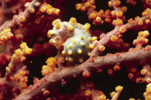 Pygmy seahorse hiding on a sea fan, Lembeh Strait, Indonesia. Poster Print by VWPics/Stocktrek Images - Item # VARPSTVWP401236U