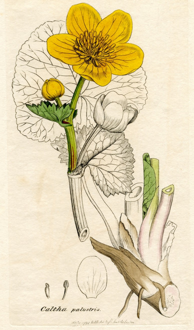 Caltha palustris.  Marsh marigold. Poster Print by Hilary Jane Morgan / Design Pics - Item # VARDPI12319507