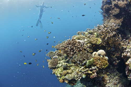 Freediver and corals at Moalboal, Philippines. Poster Print by VWPics/Stocktrek Images - Item # VARPSTVWP400968U