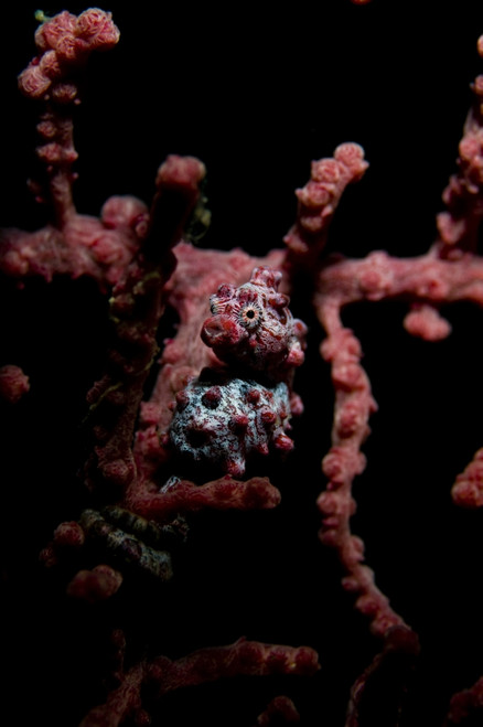Portrait of a pygmy seahorse. Poster Print by VWPics/Stocktrek Images - Item # VARPSTVWP400588U