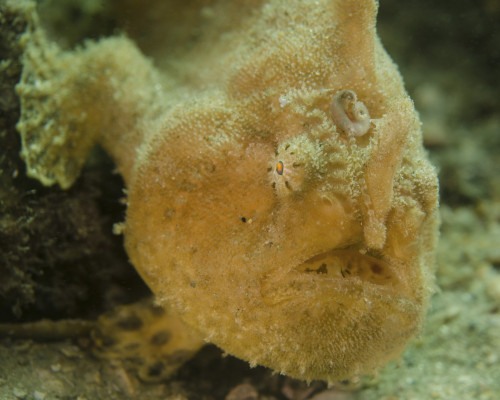 Frogfish close-up, West Palm Beach, Florida. Poster Print by Brent Barnes/Stocktrek Images - Item # VARPSTBBA400114U