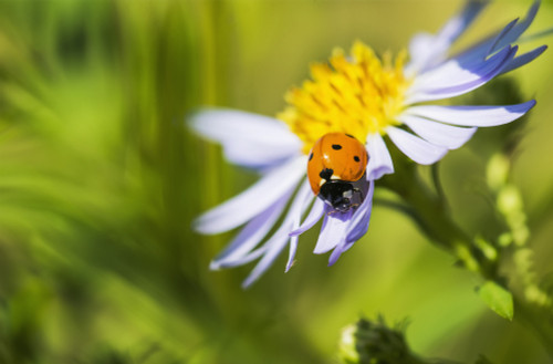 A Ladybug beetle crawls on an aster; Astoria, Oregon, United States of America Poster Print by Robert L. Potts / Design Pics - Item # VARDPI12252441 A Ladybug beetle crawls on an aster; Astoria, Oregon, United States of America Poster Print by Robert L. Potts / Design Pics - Item # VARDPI12252441