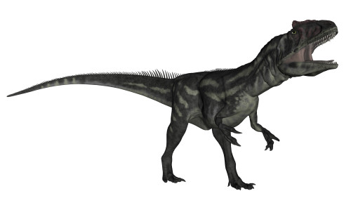 Allosaurus dinosaur roaring, white background. Poster Print by Elena Duvernay - Item # VARPSTEDV600392P