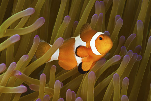A western clown anemonefish, Amphiprion ocellaris, Philippines. Poster Print by VWPics/Stocktrek Images - Item # VARPSTVWP400201U