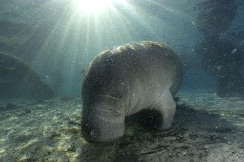 Florida manatee swimming in the Crystal River, Florida. Poster Print by VWPics/Stocktrek Images - Item # VARPSTVWP400117U