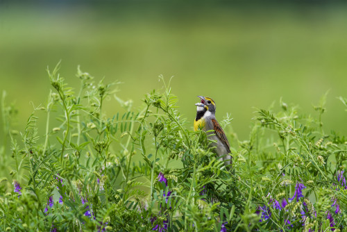 A male Dickcissel singing; Vian, Oklahoma, United States of America Poster Print by Robert L. Potts / Design Pics - Item # VARDPI12306463