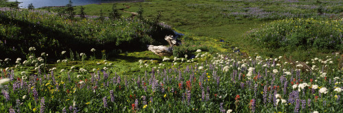 Flowers in a field, Mt Rainier National Park, Pierce County, Washington State, USA Poster Print by Panoramic Images - Item # VARPPI109289