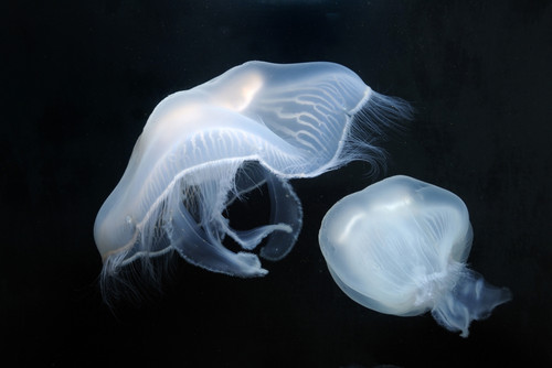 Moon jellyfish. Poster Print by VWPics/Stocktrek Images - Item # VARPSTVWP400512U