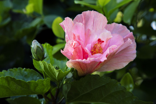 Close-up of pink hibiscus flower; Maui, Hawaii, United States of America Poster Print by Jenna Szerlag / Design Pics - Item # VARDPI12323087