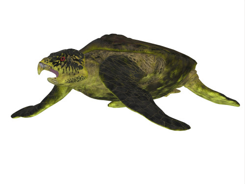 Archelon sea turtle on white background. Poster Print by Corey Ford/Stocktrek Images - Item # VARPSTCFR200781P