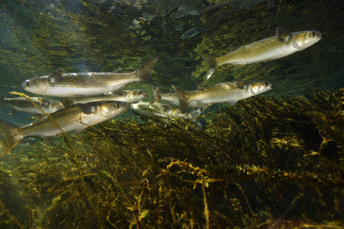 Striped mullet, Salt Springs, Florida. Poster Print by VWPics/Stocktrek Images - Item # VARPSTVWP400462U