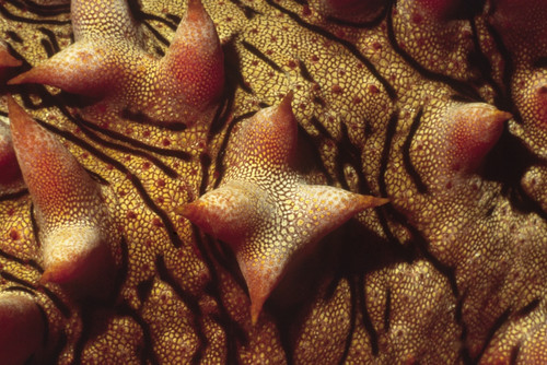 Close-up of tubercles on sea stars, Solomon Islands. Poster Print by VWPics/Stocktrek Images - Item # VARPSTVWP401201U