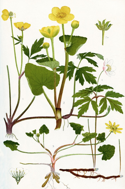 Wildflowers. 1.Creeping Crowfoot 2.Marsh Marigold 2a.Fruit of Marsh Marigold 3.Lesser Celandine 4.Wood Anemone 4a. Vertical section through the flower of a Saxifrage. Poster Print by Hilary Jane Morgan / Design Pics - Item # VARDPI12285714