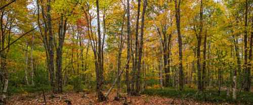 Trees in forest during autumn, Mount Desert Island, Acadia National Park, Hancock County, Maine, USA Poster Print by Panoramic Images - Item # VARPPI162270
