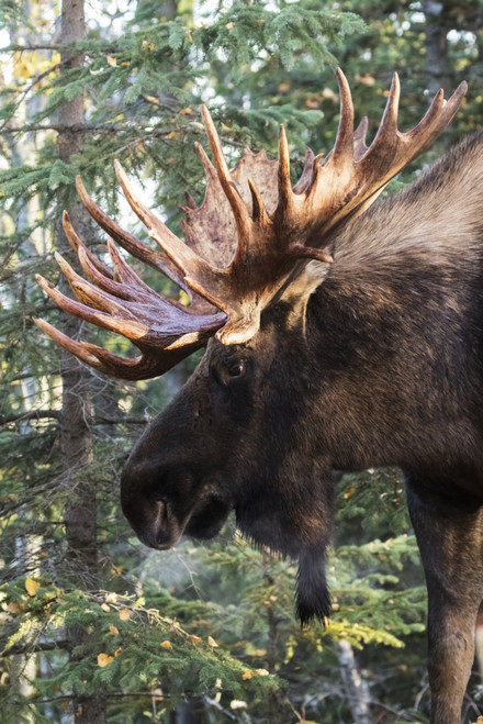 Bull moose with antlers standing beside trees in a forest, South-central Alaska; Alaska, United States of America Poster Print by Doug Lindstrand / Design Pics - Item # VARDPI12320261