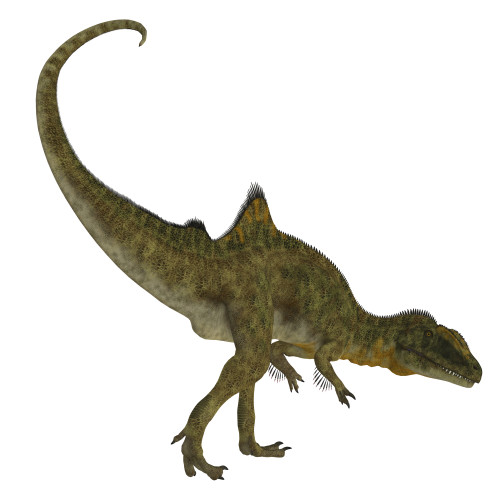 Concavenator dinosaur on white background. Poster Print by Corey Ford/Stocktrek Images - Item # VARPSTCFR200841P