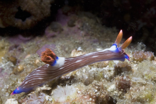 Nembrotha purpureolineata nudibranch, Lembeh Strait, Indonesia. Poster Print by VWPics/Stocktrek Images - Item # VARPSTVWP401224U