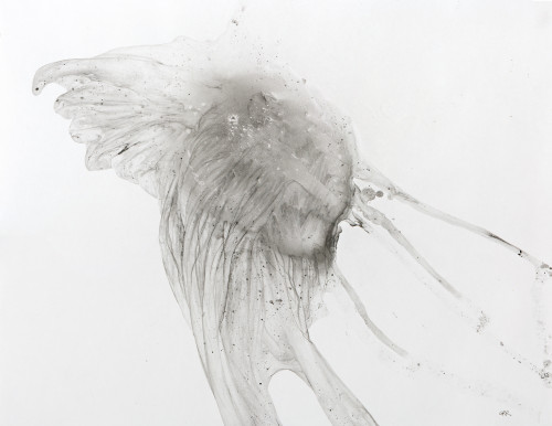 Jellyfish against a white background Poster Print by Glen Ronald / Design Pics - Item # VARDPI12317434