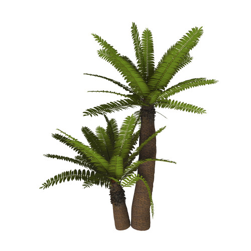 Cycad plant on white background. Poster Print by Corey Ford/Stocktrek Images - Item # VARPSTCFR200753P