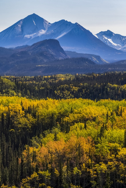 Autumn colours starting to appear in Denali National Park and Preserve, viewed from Park Road near the park headquarters; Alaska, United States of America Poster Print by Doug Lindstrand / Design Pics - Item # VARDPI12307393
