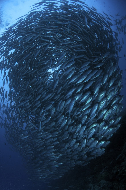 Bigeye trevally schooling in Balicasag Island, Philippines. Poster Print by VWPics/Stocktrek Images - Item # VARPSTVWP400882U