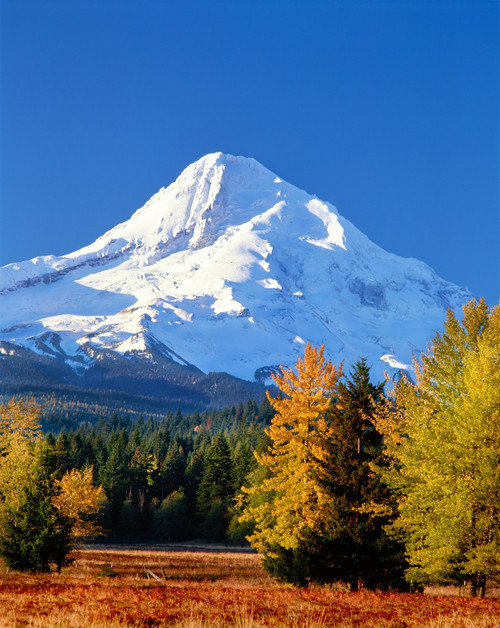 Trees with snowcapped mountain range in the background, Mt Hood, Upper Hood River Valley, Hood River County, Oregon, USA Poster Print by Panoramic Images - Item # VARPPI173249