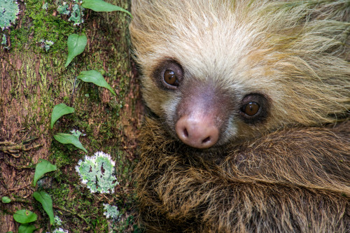 Two-Toed Sloth, Tortuguero, Costa Rica Poster Print by Panoramic Images - Item # VARPPI157372