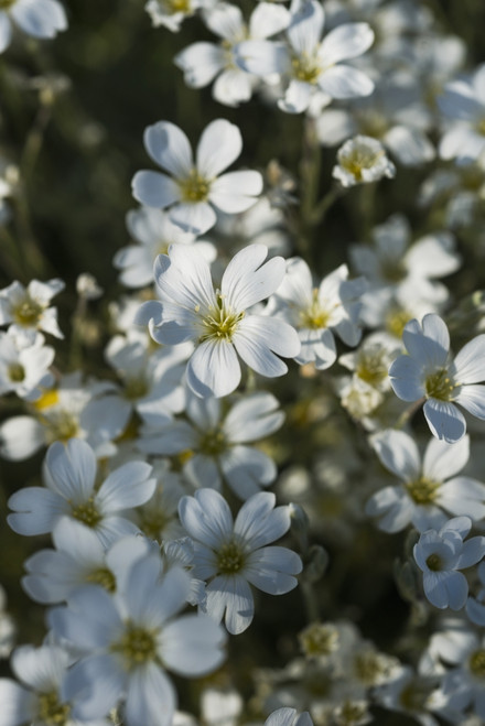 Chickweed blooms in a garden; Astoria, Oregon, United States of America Poster Print by Robert L. Potts / Design Pics - Item # VARDPI12277999