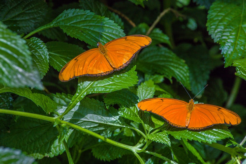 Julia Butterflies perching on leaves, Niagara Parks Butterfly Conservatory, Niagara Falls, Ontario, Canada Poster Print by Panoramic Images - Item # VARPPI173285