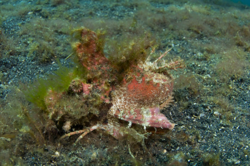 Spiny devilfish, Lembeh Strait, North Sulawesi, Indonesia. Poster Print by VWPics/Stocktrek Images - Item # VARPSTVWP400738U