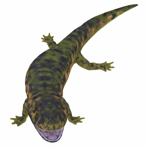 Dendrerpeton on white background. Poster Print by Corey Ford/Stocktrek Images - Item # VARPSTCFR200787P