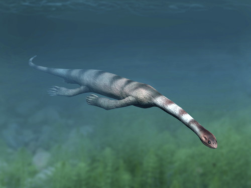 Keichousaurus hui aquatic reptile. Poster Print by Nobumichi Tamura/Stocktrek Images - Item # VARPSTNBT600271P