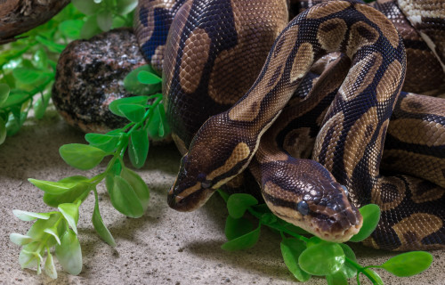 Two Burmese pythons in zoo Poster Print by Panoramic Images - Item # VARPPI175337