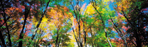 Autumn trees in a forest, Ontario, Canada Poster Print by Panoramic Images - Item # VARPPI161449
