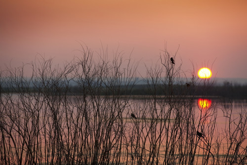 Sun glowing in a pink sky at sunset and reflections on a tranquil lake with silhouettes of small birds in a tree; Saskatchewan, Canada Poster Print by Greg Huszar / Design Pics - Item # VARDPI12308144