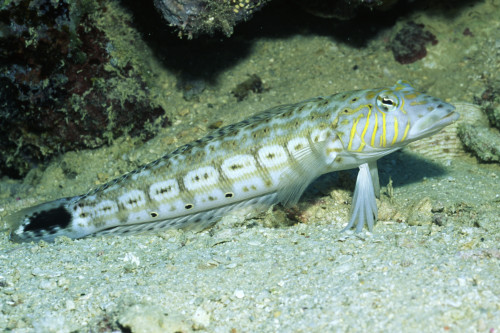 Speckled sandperch, Solomon Islands. Poster Print by VWPics/Stocktrek Images - Item # VARPSTVWP401235U