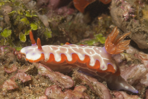 Fishnet nudibranch Lembeh Strait, Indonesia. Poster Print by VWPics/Stocktrek Images - Item # VARPSTVWP401140U