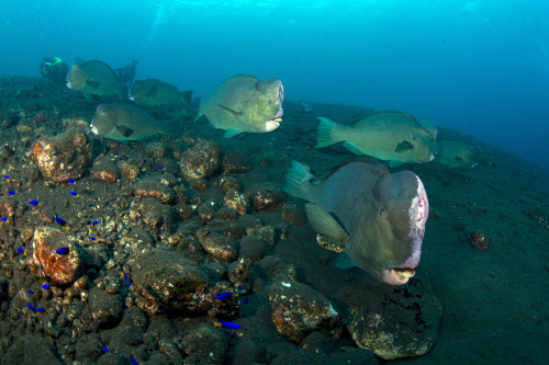 Several bumphead parrotfish swimming over black sand near the Liberty Wreck in Indonesia. Poster Print by Mathieu Meur/Stocktrek Images - Item # VARPSTMME400679U