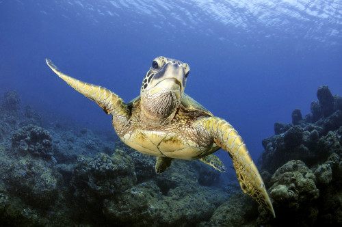 A green sea turtle, Chelonia mydas, Ko'olina, Oahu, Hawaii, North Pacific. Poster Print by VWPics/Stocktrek Images - Item # VARPSTVWP400071U