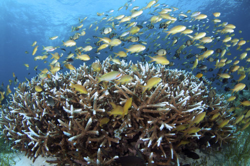 Anthias fish on the reef of Balicasag Island, Philippines. Poster Print by VWPics/Stocktrek Images - Item # VARPSTVWP400944U